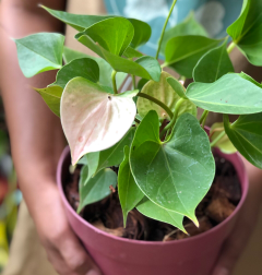 anthurium